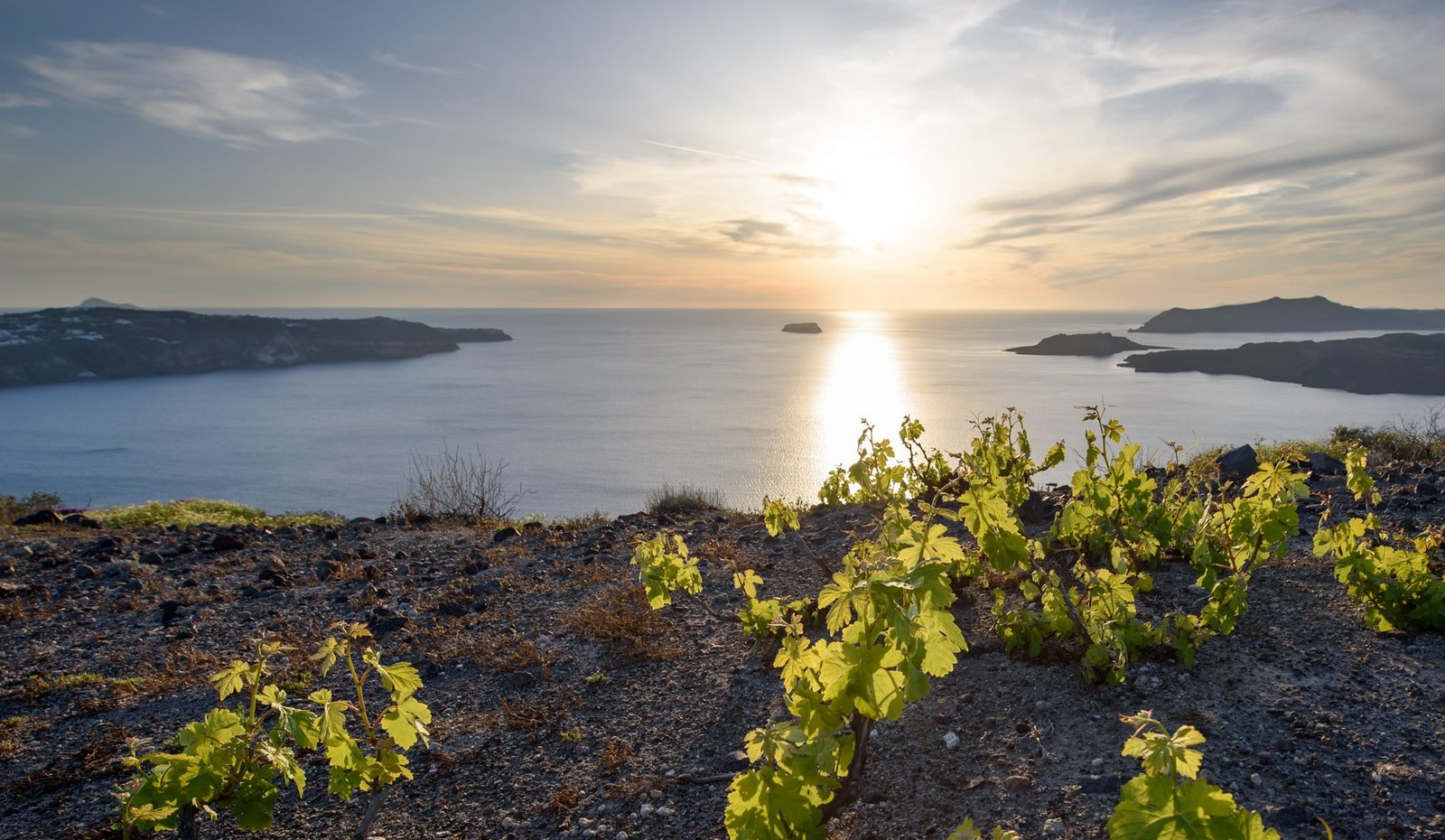 Winery on Santorini island